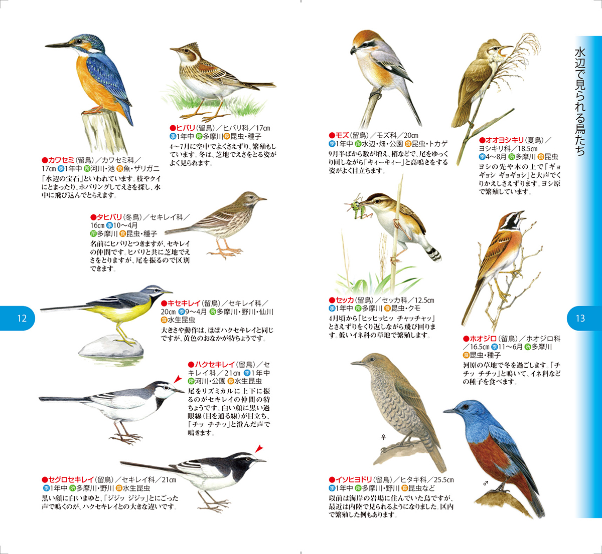 水辺で見られる鳥たち